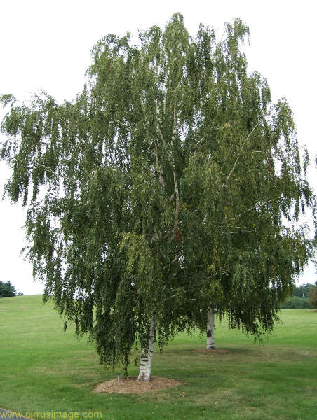 White Birch Trees