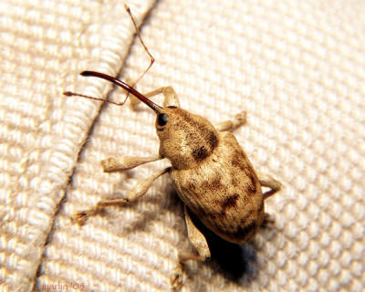 Acorn Weevil