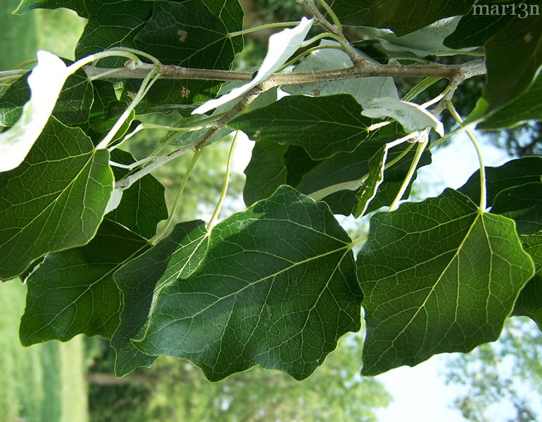 White poplar foliage