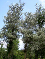 Image: White Poplar