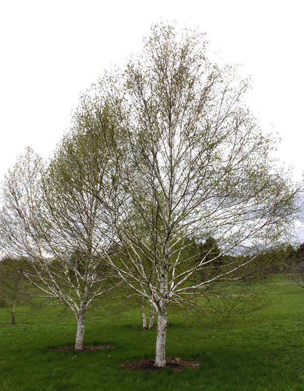White Satin Birch Trees