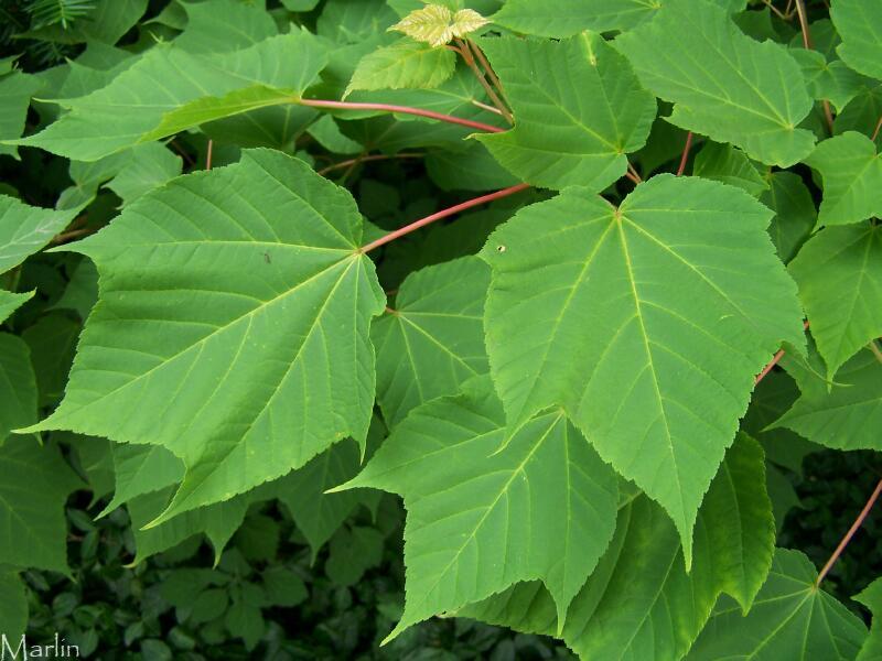 White Tigress Maple Foliage