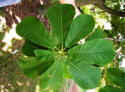 Whitebark Magnolia