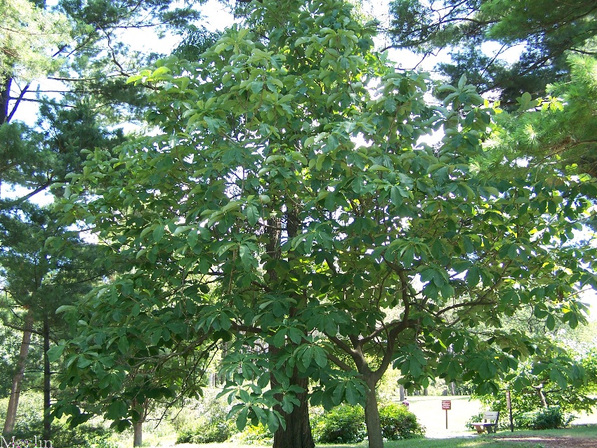 Whitebark Magnolia