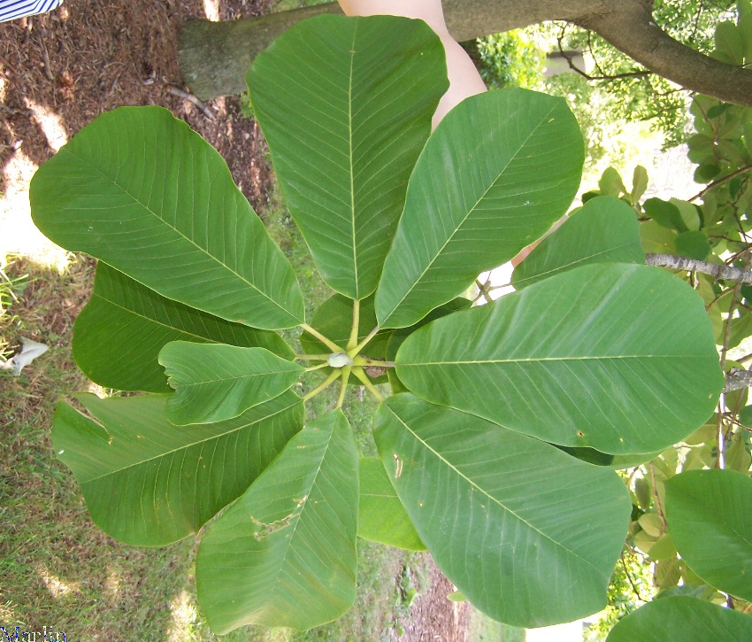 Whitebark Magnolia