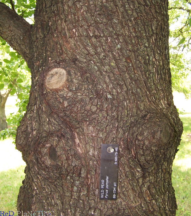 Wild Pear Bark