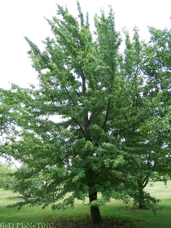 Wild Pear Tree