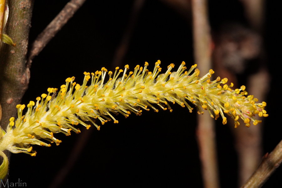 yellow willow catkin