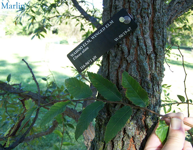 Winged elm bark & foliage