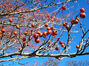 Green Hawthorn 