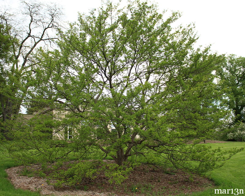 color photo winter king green hawthorne in summer foliage