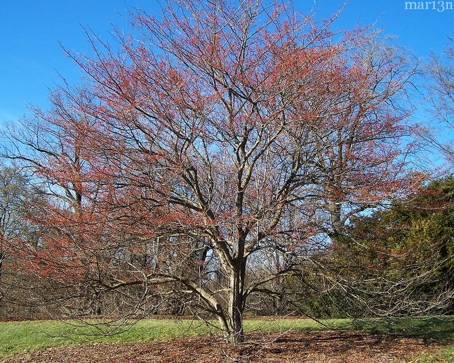 Green Hawthorn - Crataegus viridis  'Winter King' showing winter-persistent fruit