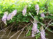 Kentucky Wisteria