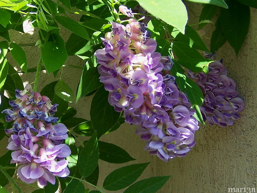 Kentucky Wisteria Flowers