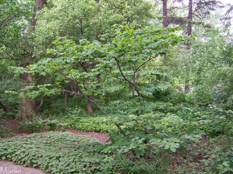 Witch-hazel, mid-winter (Christmas Day)