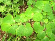 Witch Hazel Plant