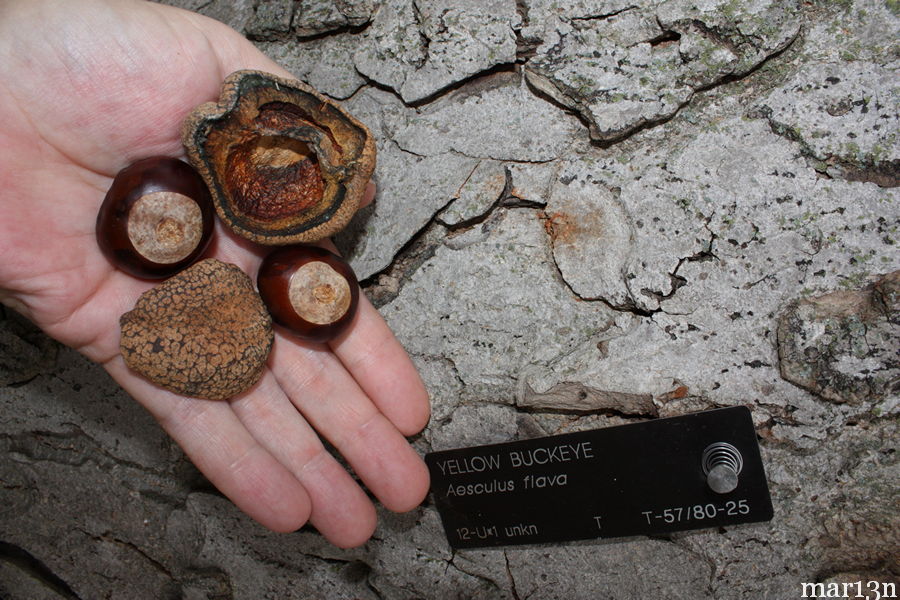 yellow buckeye conkers and bark