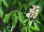 Yellow Buckeye - Aesculus flava 