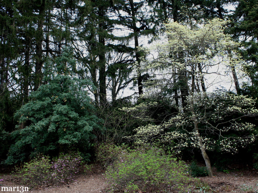 American holly and flowering dogwood