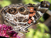 American Painted Lady