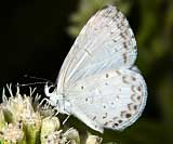 Summer Azure Butterfly