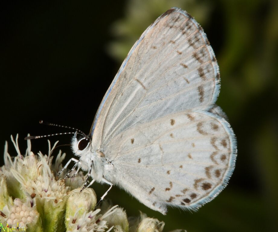 Summer Azure Butterfly - Celastrina neglecta