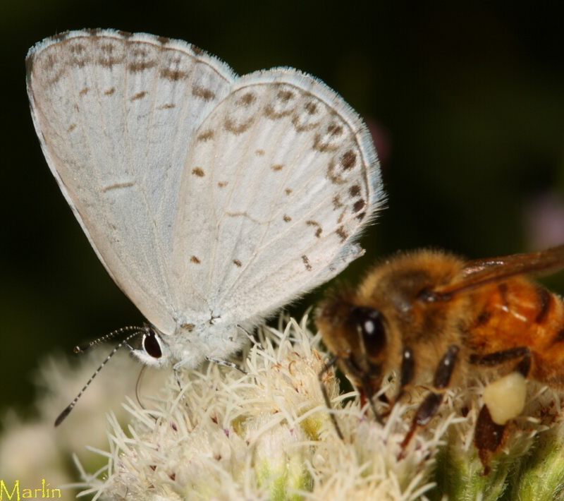Summer Azure Butterfly - Celastrina neglecta