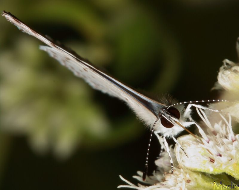 Summer Azure Butterfly - Celastrina neglecta