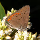 Coral Hairstreak Butterfly
