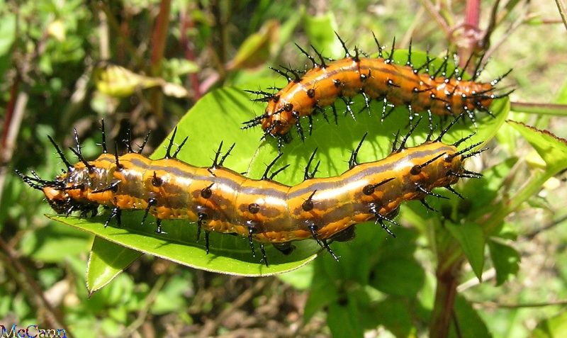 Fritillary caterpillars