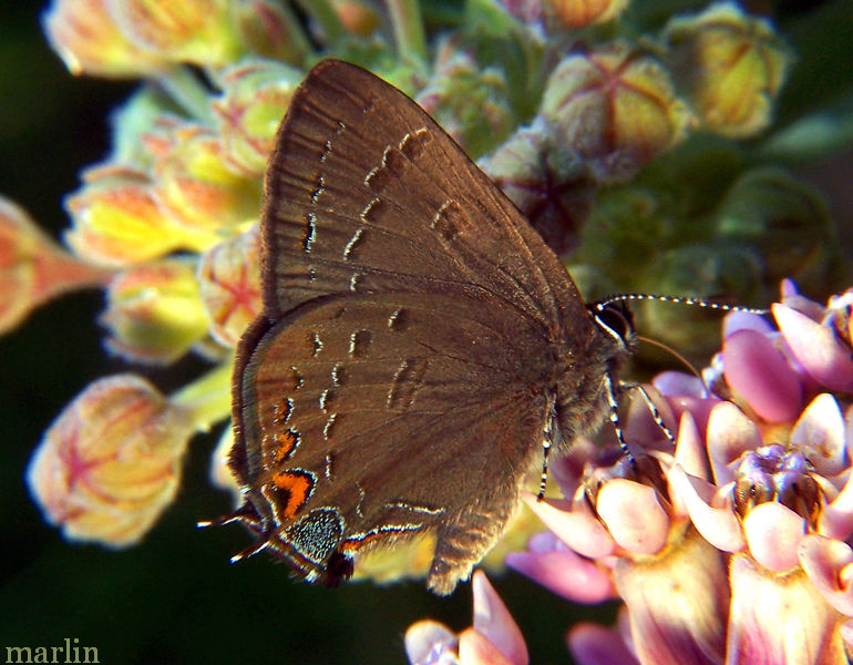 Banded Hairstreak