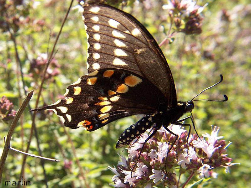 Black Swallowtail