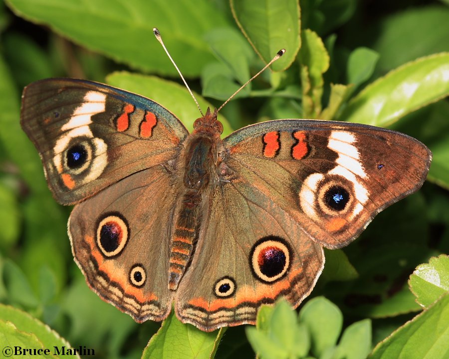 Buckeye Butterfly - Junonia coenia