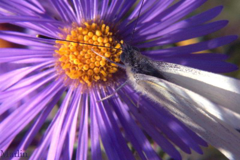 Cabbage White Butterfly