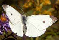 Cabbage White