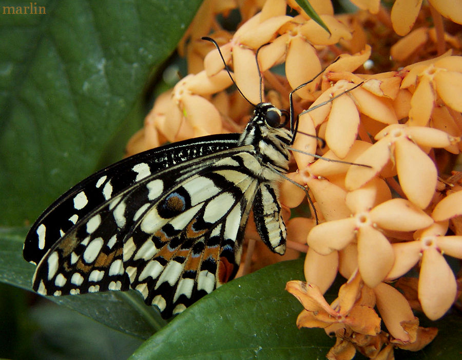 Checkered Swallowtail - Papilio demoleus