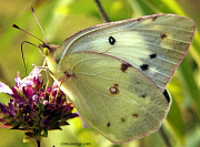 Clouded Sulphur Butterfly