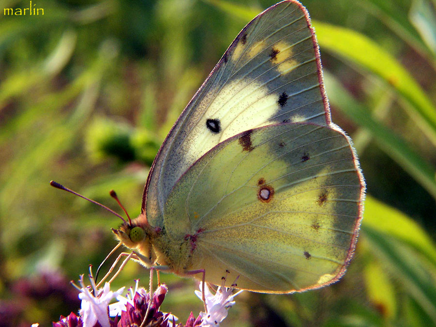 Clouded Sulphur Butterfly Colias philodice North American Insects
