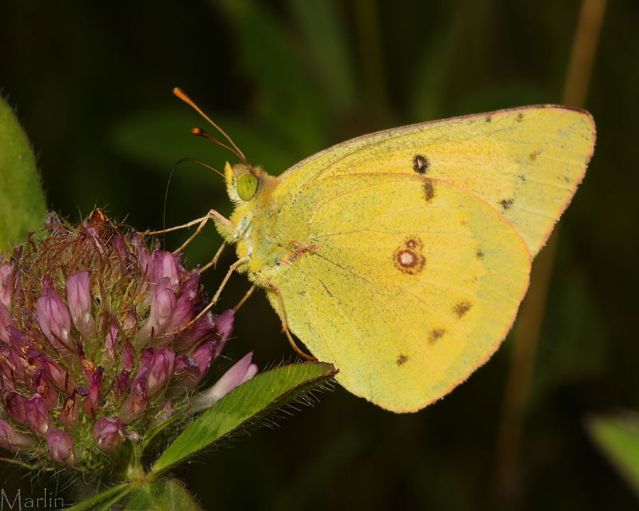 Clouded Sulphur Butterfly Colias philodice North American Insects & Spiders