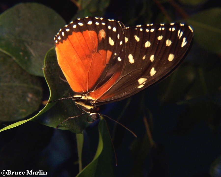 Common Tiger Butterfly - Danaus genutia