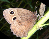 Common Wood Nymph