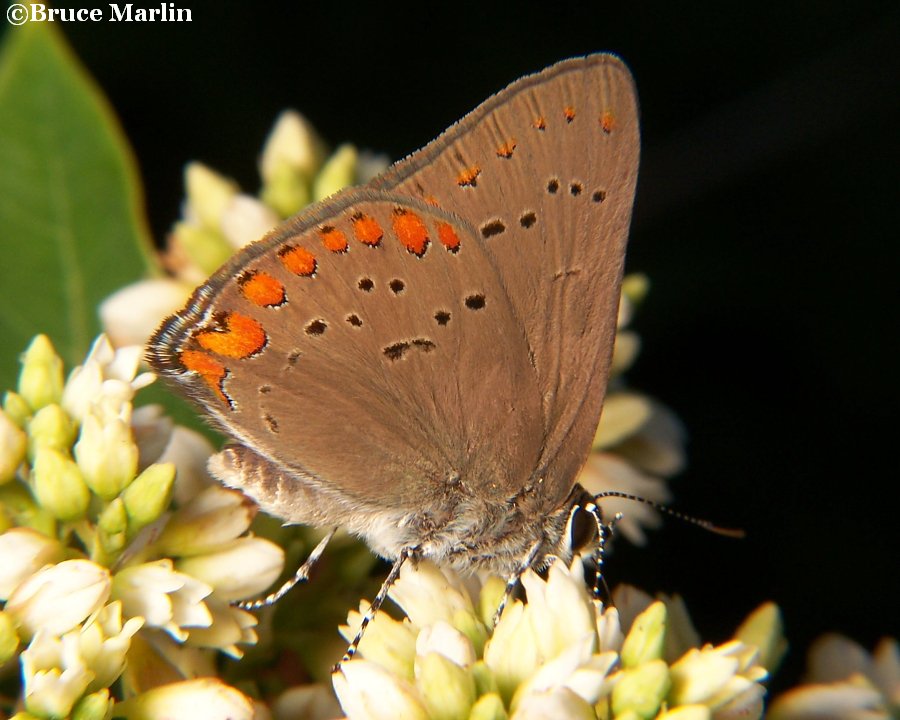 Coral Hairstreak - Satyrium titus