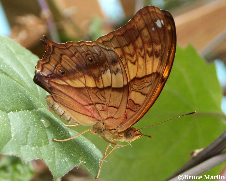 Cruiser Butterfly - Vindula erota