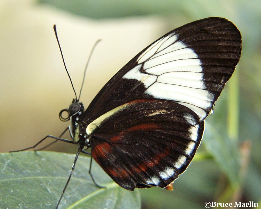 Cydno Longwing Butterfly