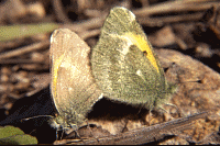 Dwarf Yellow or Dainty Sulphur Butterfly