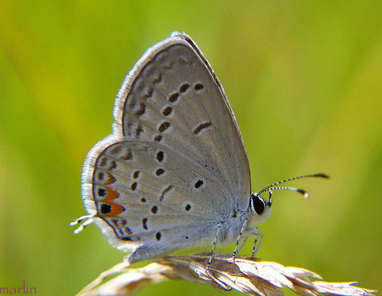Eastern Tailed Blue