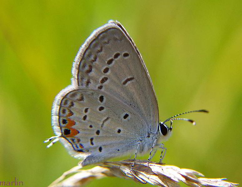 Eastern Tailed Blue