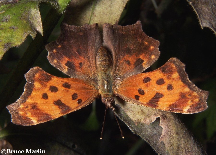 Gray Comma Butterfly - Polygonia progne