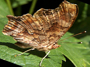 Eastern Comma Butterfly