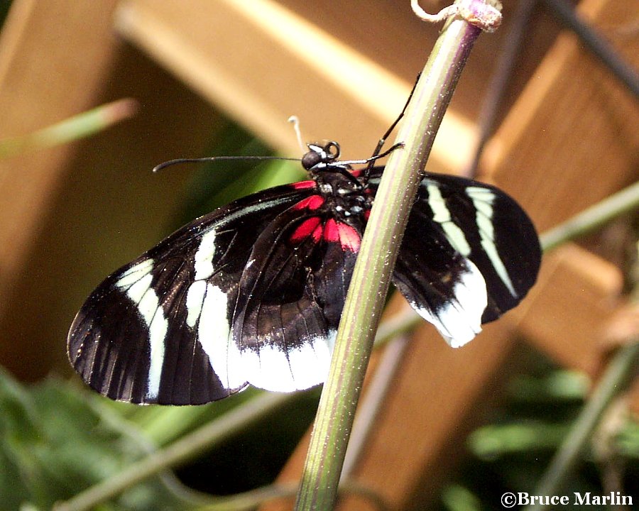 Eleuchia Longwing Butterfly